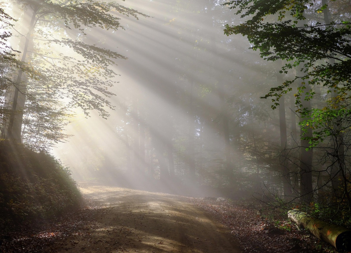 forest road morning run